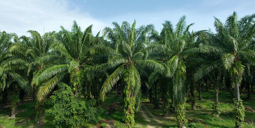 Palm oil