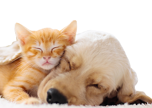 A sleeping ginger kitten and golden puppy, nestled together