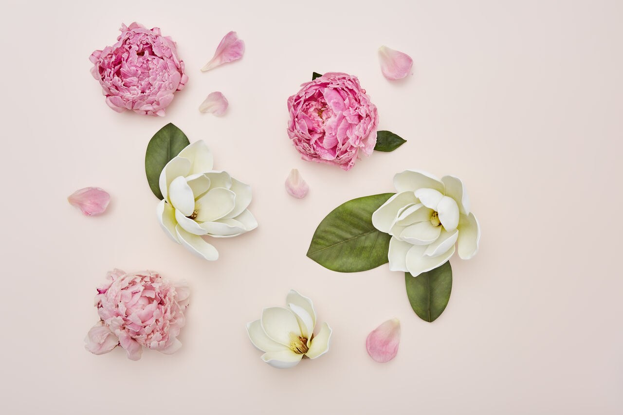 flowers on pink background