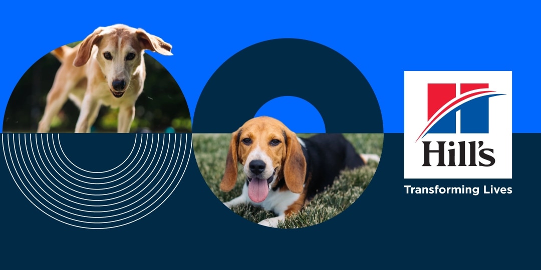 How Hill's and Bond Pet Foods Are Crafting the Future of Pet Nutrition