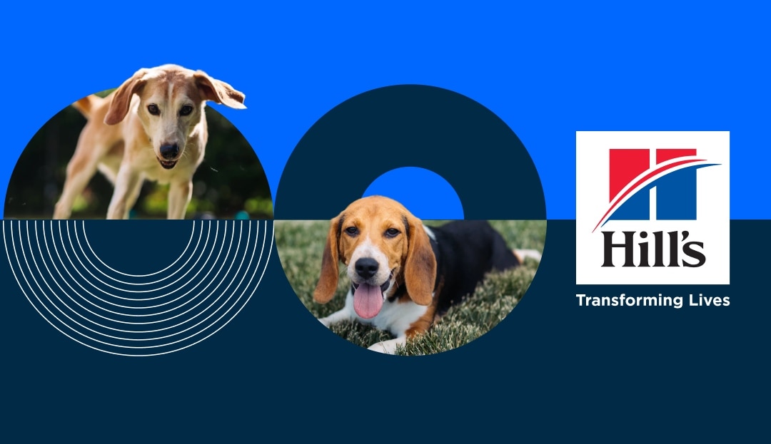 How Hill's and Bond Pet Foods Are Crafting the Future of Pet Nutrition