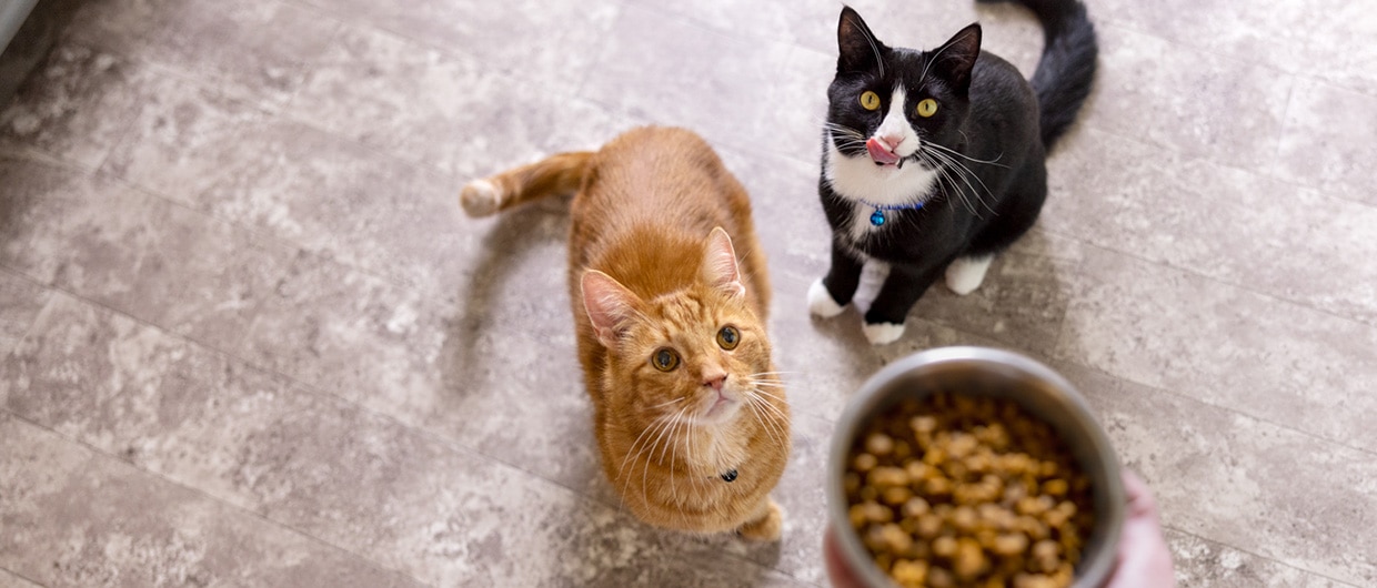 How Hill’s and Harvard Are Redefining the Future of Pet Health